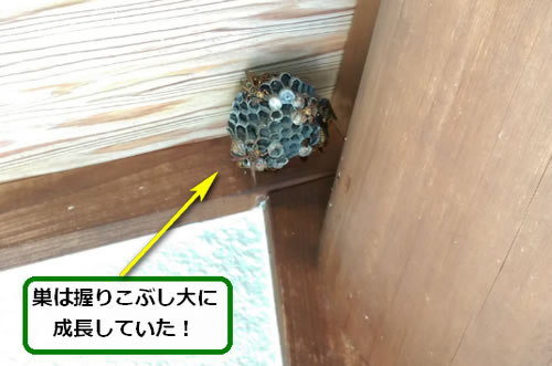 アシナガバチの巣駆除軒下