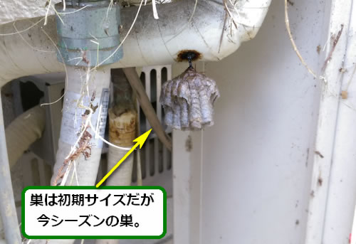 アシナガバチの巣駆除給湯器