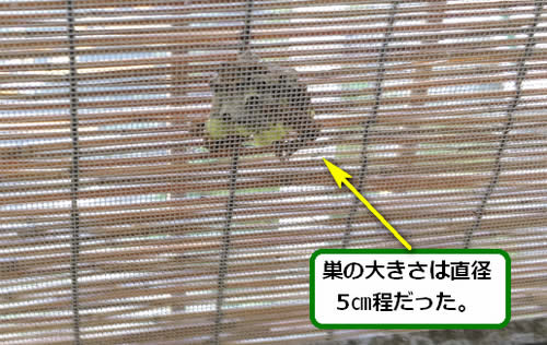 アシナガバチの巣駆除すだれ