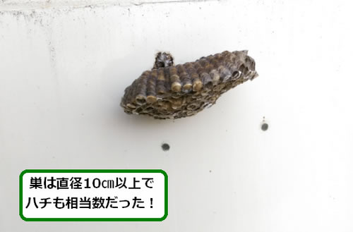 アシナガバチの巣駆除給湯器