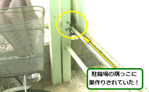 アシナガバチ駆除駐輪場