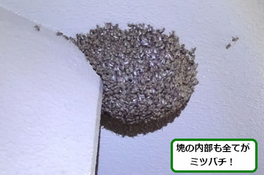 ミツバチ分蜂駆除マンション天井