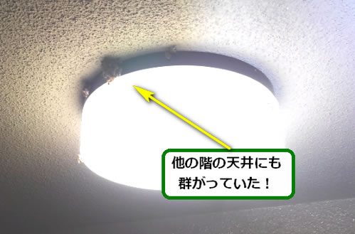 ミツバチ駆除マンション共用廊下