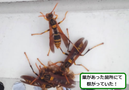 アシナガバチ駆除群がり手すり