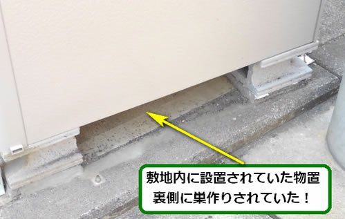 アシナガバチ駆除物置裏側