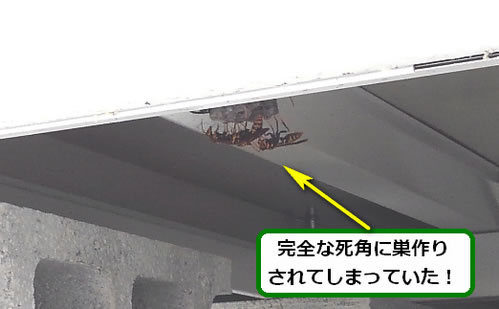 アシナガバチの巣駆除物置裏側