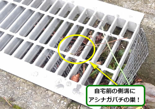 アシナガバチの巣駆除自宅前
