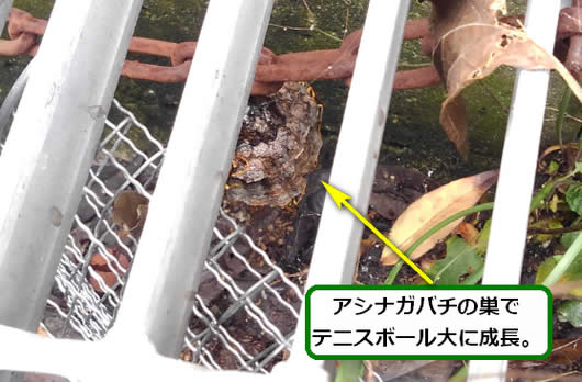 アシナガバチの巣駆除自宅前
