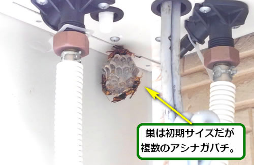 アシナガバチの巣駆除ガス給湯器
