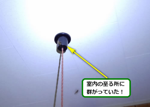 アシナガバチ駆除室内