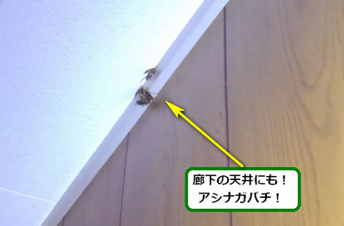 アシナガバチ駆除室内