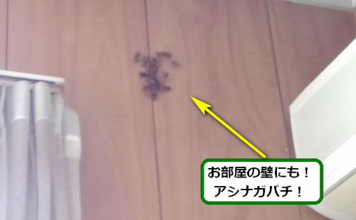 アシナガバチ駆除群がり