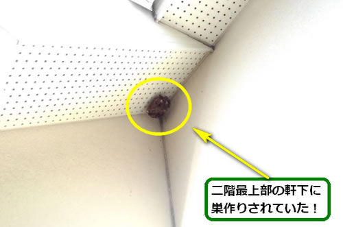 アシナガバチ駆除高所軒下