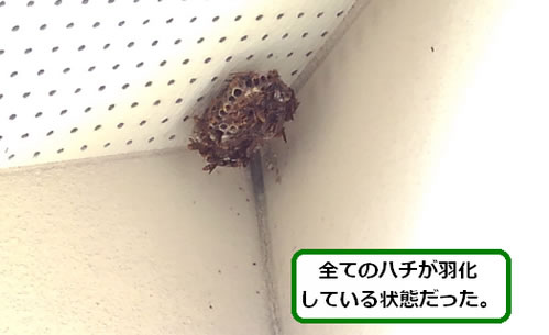 アシナガバチの巣駆除高所軒下
