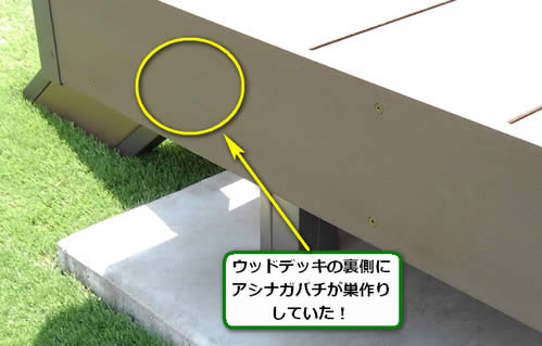 アシナガバチ巣調査ウッドデッキ