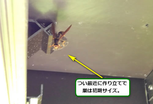 アシナガバチ巣駆除ウッドデッキ