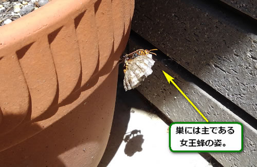 アシナガバチの巣駆除プランター