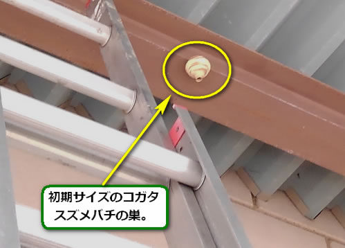 スズメバチ駆除鉄骨屋根
