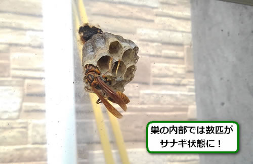 アシナガバチの巣駆除ガレージ