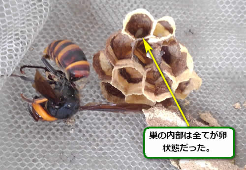 コガタスズメバチの巣卵