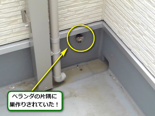 アシナガバチ駆除ベランダ壁面