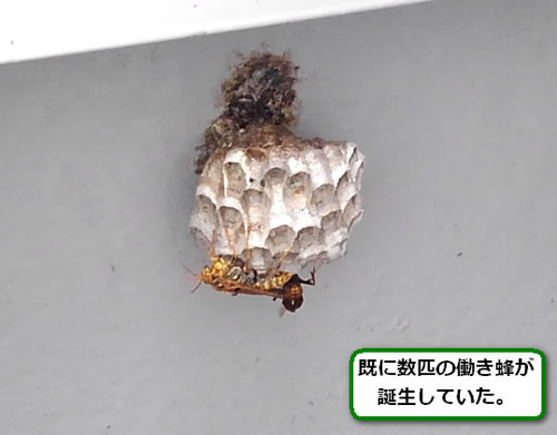 アシナガバチの巣駆除ベランダ壁面
