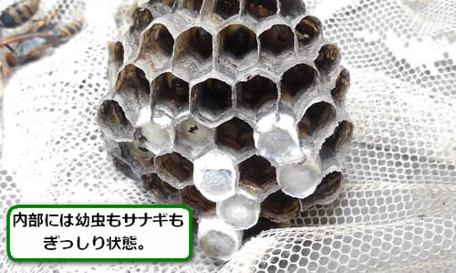 アシナガバチの巣サナギ