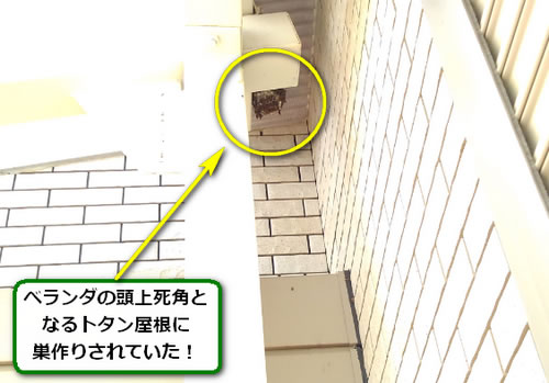 アシナガバチ駆除トタン屋根