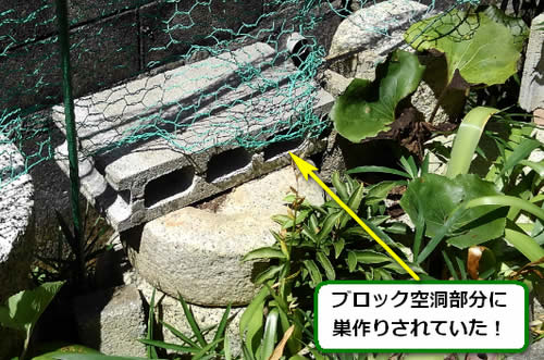 アシナガバチ駆除ブロック空洞