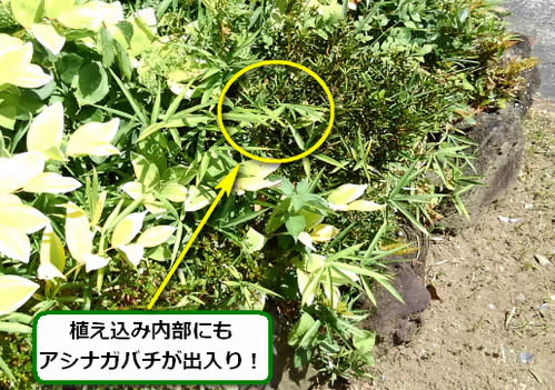 アシナガバチ駆除植え込み内部