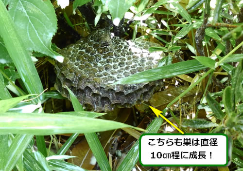 アシナガバチの巣駆除植え込み