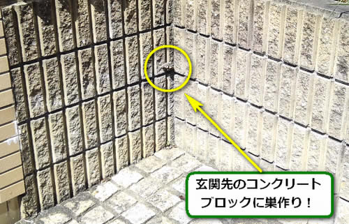 アシナガバチ駆除ブロック塀
