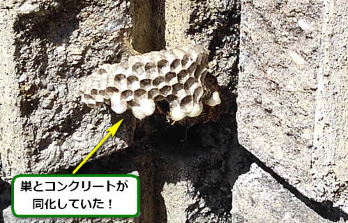 アシナガバチの巣駆除ブロック塀