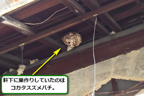 スズメバチ駆除一階軒下
