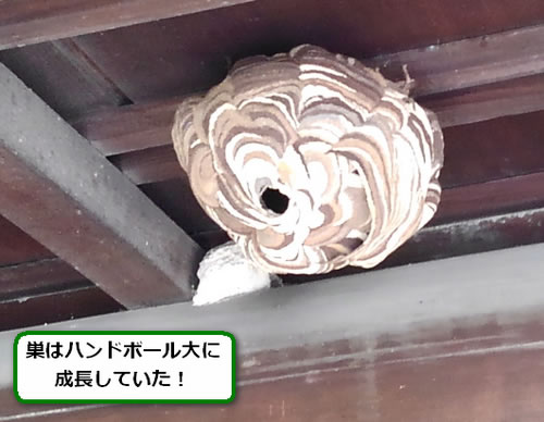 スズメバチの巣駆除一階軒下