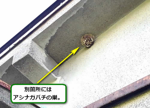 アシナガバチ駆除一階軒下