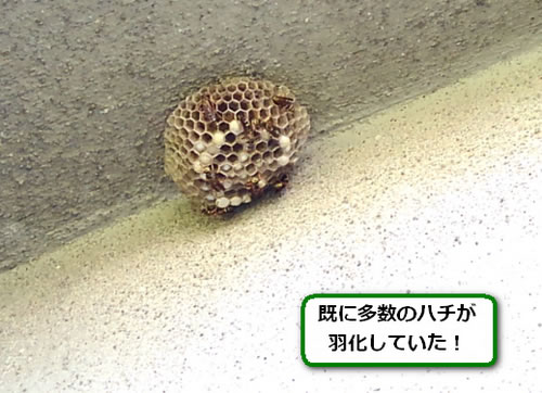 アシナガバチの巣駆除一階軒下