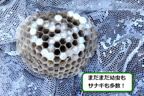 アシナガバチの巣内部