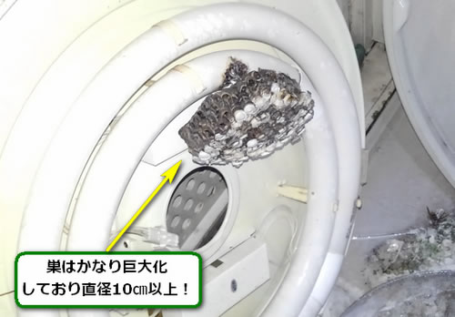 アシナガバチの巣駆除照明器具