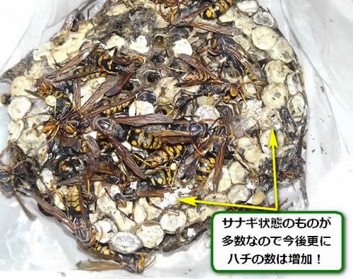 アシナガバチの巣サナギ多数