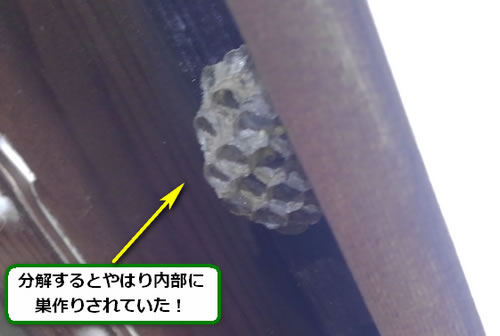 アシナガバチの巣駆除死角空間