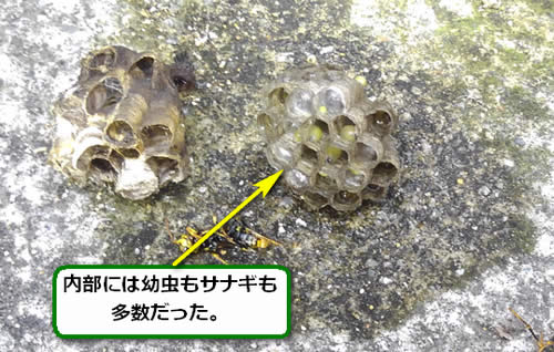 アシナガバチの巣内部