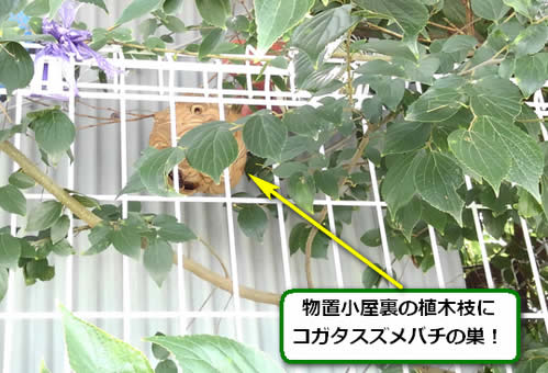 コガタスズメバチ駆除保育園