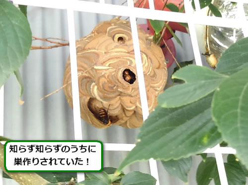 コガタスズメバチの巣駆除植木枝