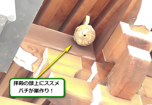 スズメバチ駆除拝殿軒下