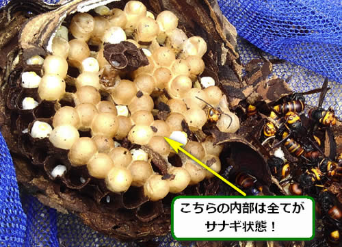 スズメバチの巣サナギ多数