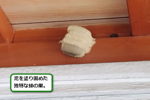 ドロバチの巣駆除玄関先