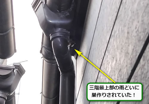 アシナガバチ駆除高所軒下