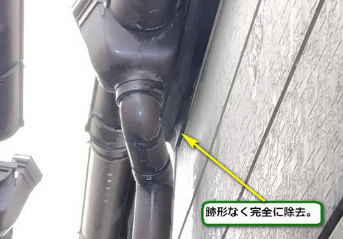 アシナガバチの巣完全除去