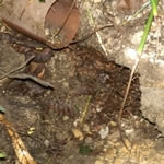 オオスズメバチ巣